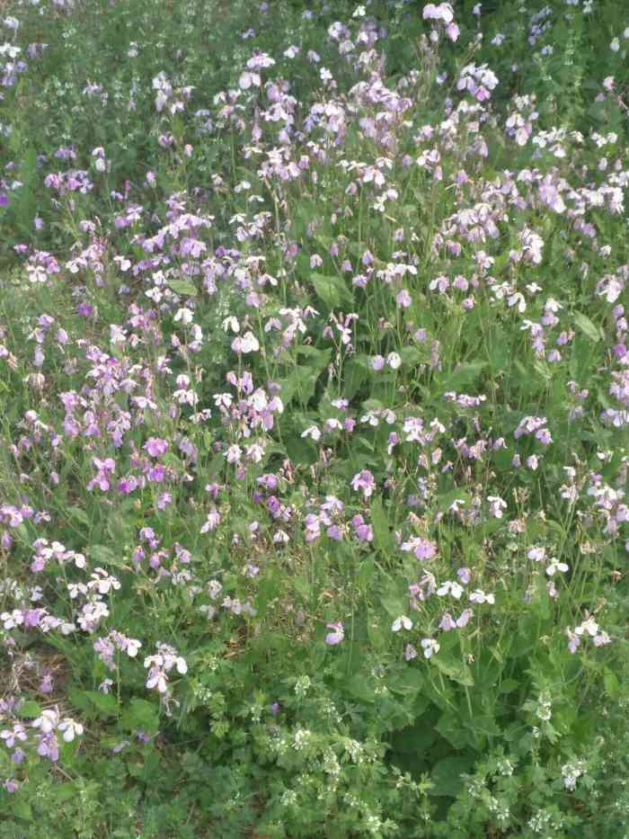 涌溪公园-"霞光阿姨扎点去公园家门口的公园,很方便."-大众点评移动版