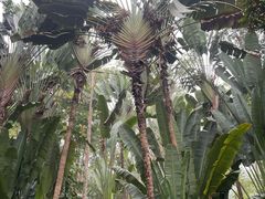 -中国科学院西双版纳热带植物园