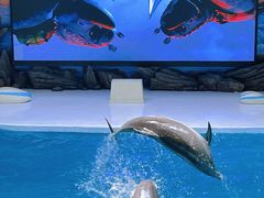 -锦艺城海洋馆