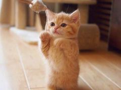 -欣宠猫屋·矮脚拿破仑·蓝金金渐层