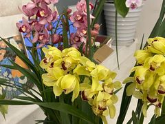 -金科花卉市场