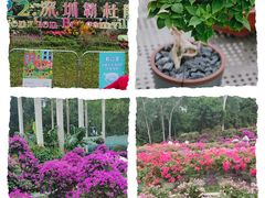 -莲花山公园