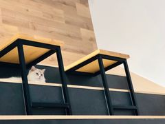-瞄一喵猫咖(格力海岸店)