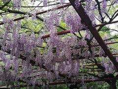 -嘉定紫藤园