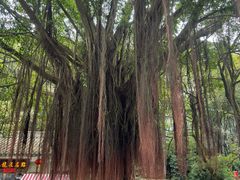 -广州市白云山风景名胜区