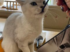 -藏猫猫咖啡主题馆(中央大道店)