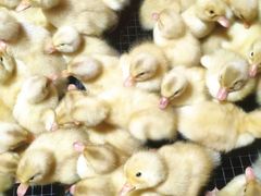 -郴州特产舜华临武鸭(郴州西站店)