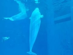 -海合安成都极地海洋公园