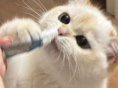 -东方名猫馆·英短金渐层布偶猫舍(环线广场1号楼店)