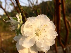 -南国桃园旅游度假区