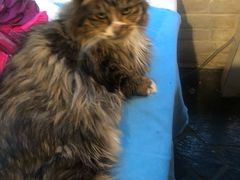 -Anne猫窝咖啡屋