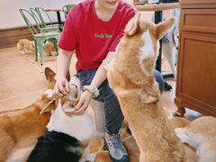 -柯斗斗主题餐厅·狗咖·围炉煮茶·茶饮(国瑞升平里店)