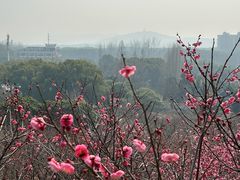 -无锡梅园公园