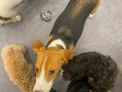 -有喵·猫咖·狗咖·30几只猫10只小狗(岗厦店)