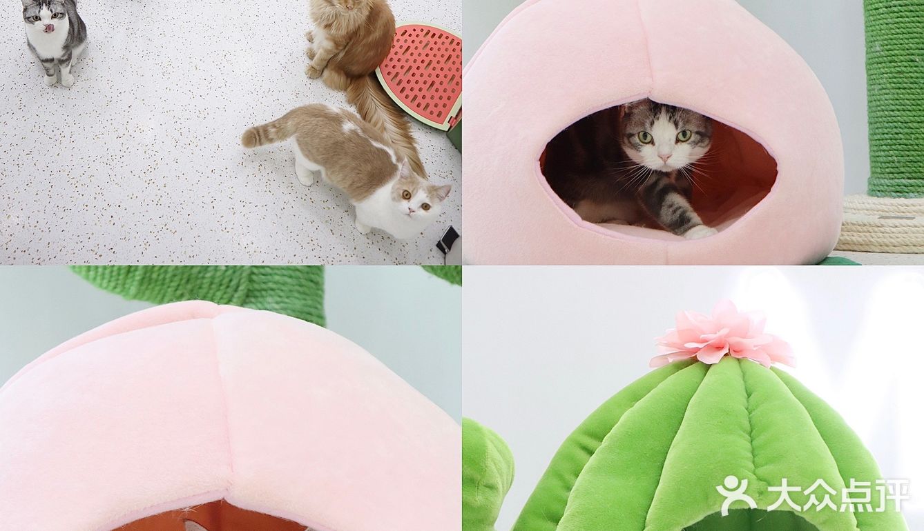 上海猫咖探店 | 撸猫的一天也太快乐了🐱