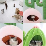 上海猫咖探店 | 撸猫的一天也太快乐了🐱