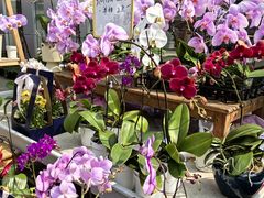-上海鲜花港