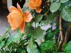 -千滋百味·醉江澜花园餐厅(街道口店)