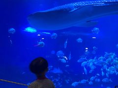 -烟台海昌鲸鲨海洋公园