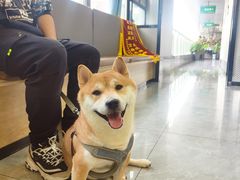 -半岛宠物医院24小时(西派城店)