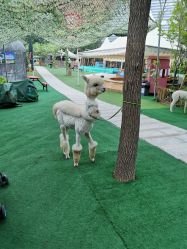 -萌宠亲子动物乐园(槐房万达店)