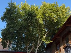 -小街天府(西工小街店)