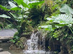 -深圳仙湖植物园