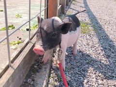 -前小桔亲子创意农场·草莓采摘·露营烧烤