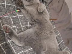 -纳吉亚猫专科动物诊疗中心(蒋宅口分院)