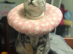 -北京赛佳动物医院