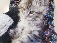 -70cat德文卷毛猫·缅因猫纯种猫舍