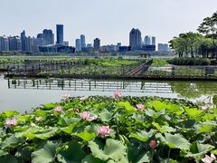 -月湖风景区