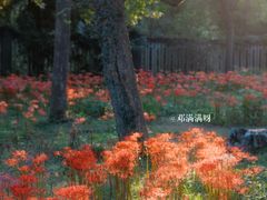 -杭州植物园