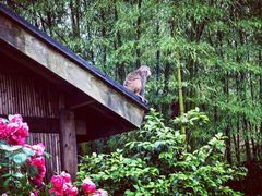 -重庆雨台山风景区