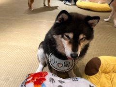 -逗柴咖啡屋·狗咖猫咖宠物桌游