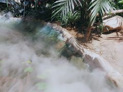 -大塘金香草谷