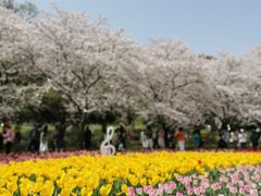 -苏州上方山国家森林公园