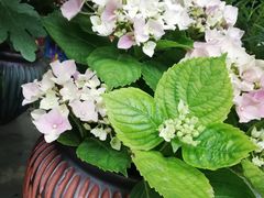 -桂林市花鸟市场