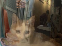 -纳吉亚猫专科动物医院博雅分院
