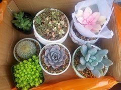 -秦美花卉(天朗·莱茵小城2期店)