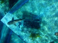 -暹罗海洋世界