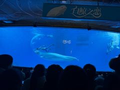 -海合安成都极地海洋公园