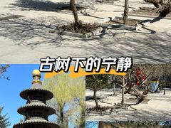 -哈尔滨极乐寺