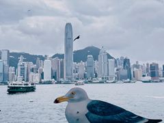 -海港城