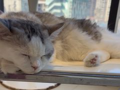 -怪兽屋·羊驼·猫咖·狗咖(俊华广场店)