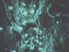 -怀托摩萤火虫洞