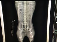 -爱侣宠医·鹦鹉专科·小型哺乳类·异宠专科(灵石路店)