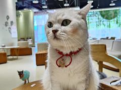 -藏猫猫咖啡主题馆(中央大道店)