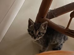 -艾吉宠物医院·疑难杂症转诊中心·猫友好(碧江路院)