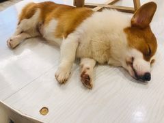 -浣熊柯尔鸭土拨鼠·电玩咖